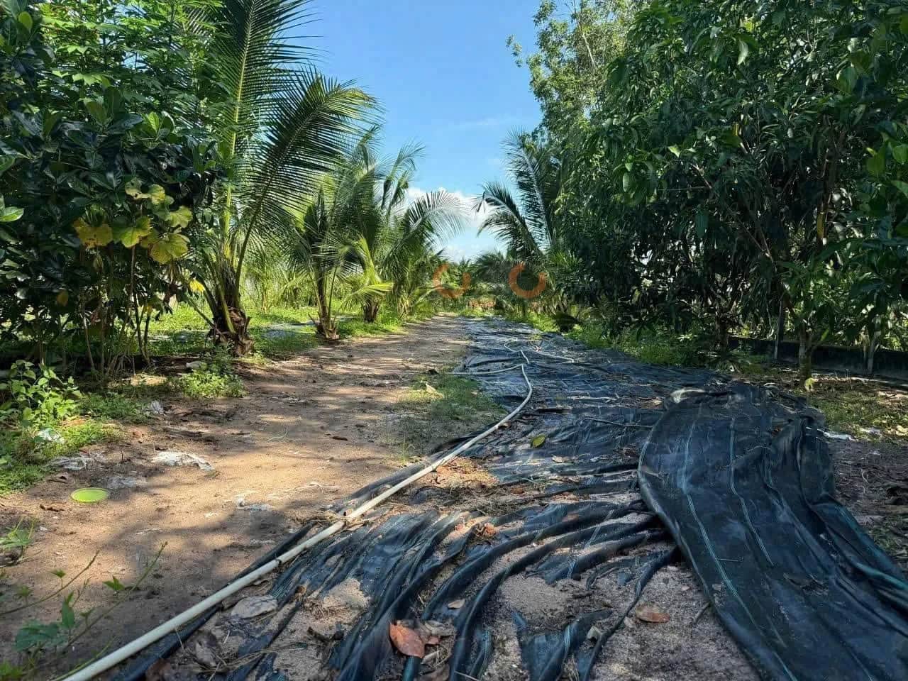 Bán đất Võ Thị Bàng Huyện Củ Chi, TP.HCM – giá 8 tỷ Bán đất Võ Thị Bàng Huyện Củ Chi, TP.HCM – giá 8 tỷ