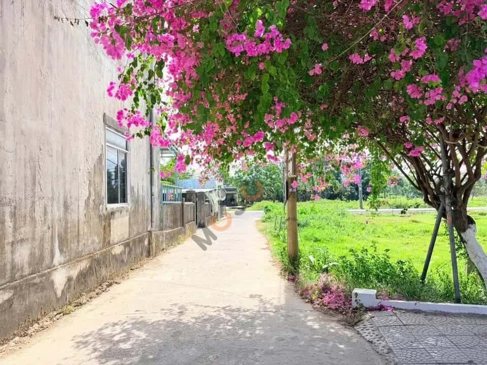 Bán đất Thôn Phú Sơn 3 Huyện Hòa Vang, TP. Đà Nẵng – giá 1.3 tỷ — Hình 3 Bán đất Thôn Phú Sơn 3 Huyện Hòa Vang, TP. Đà Nẵng – giá 1.3 tỷ — Hình 3