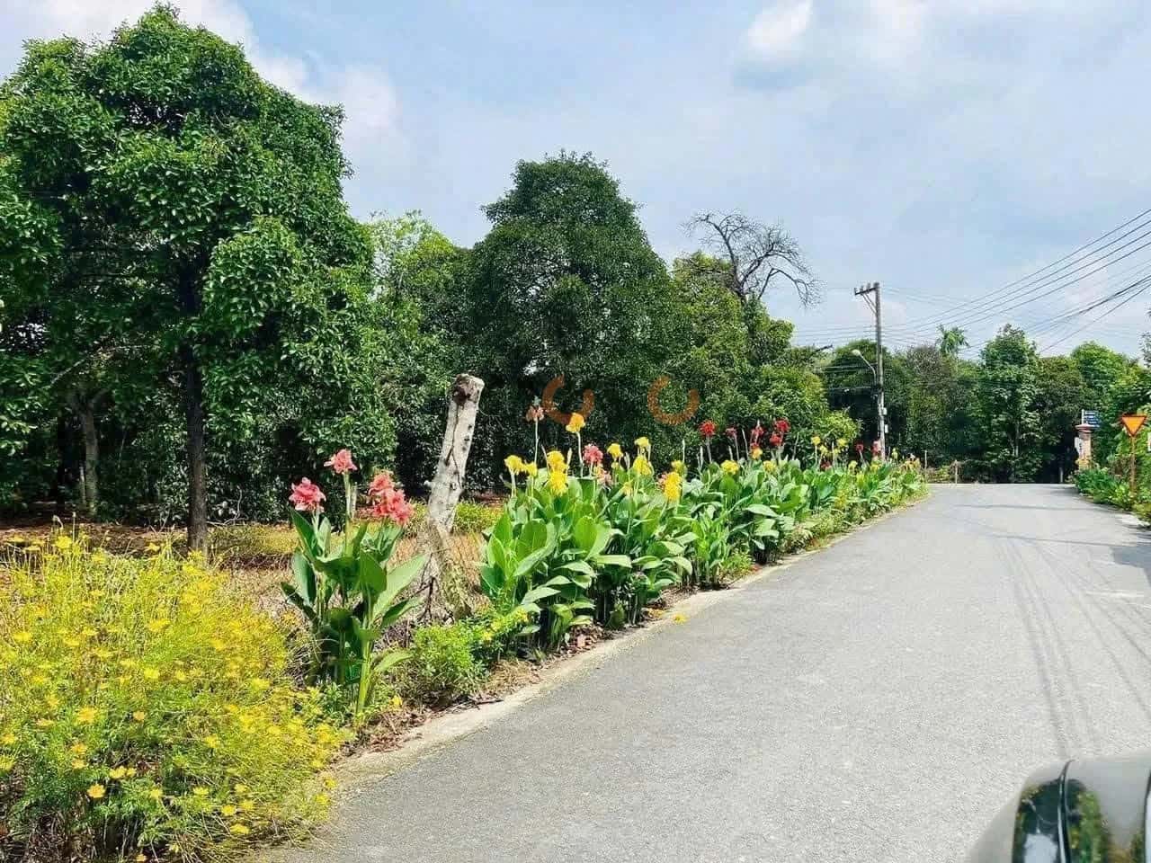Bán đất An Sơn 01 Thành phố Thuận An, Bình Dương – giá 14.5 tỷ — Hình 2 Bán đất An Sơn 01 Thành phố Thuận An, Bình Dương – giá 14.5 tỷ — Hình 2
