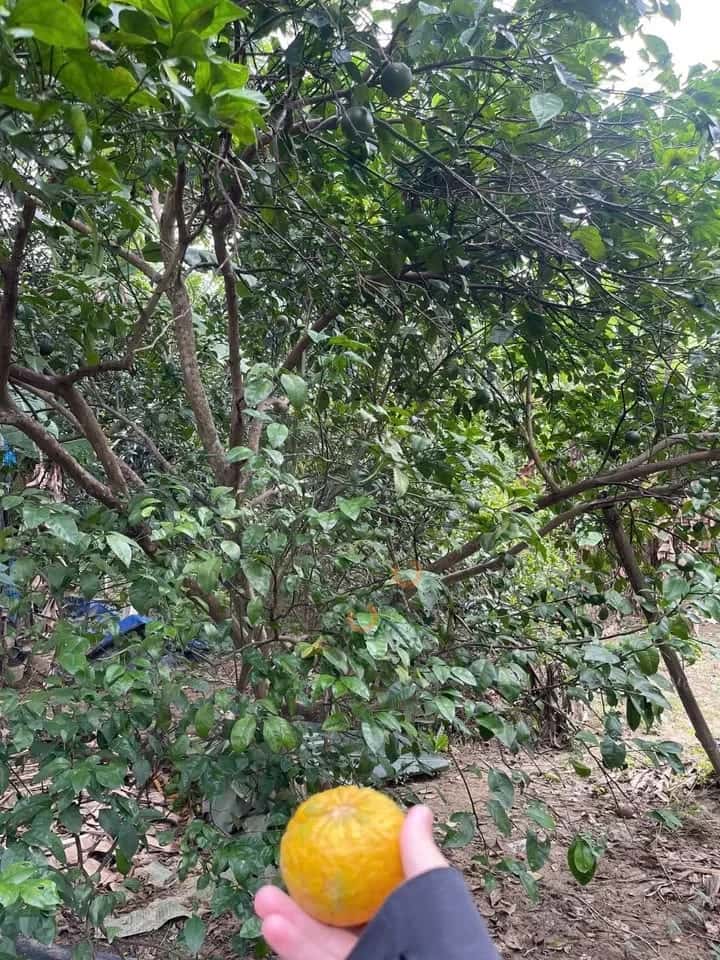 Hình ảnh nhà 2 Hình ảnh nhà 2