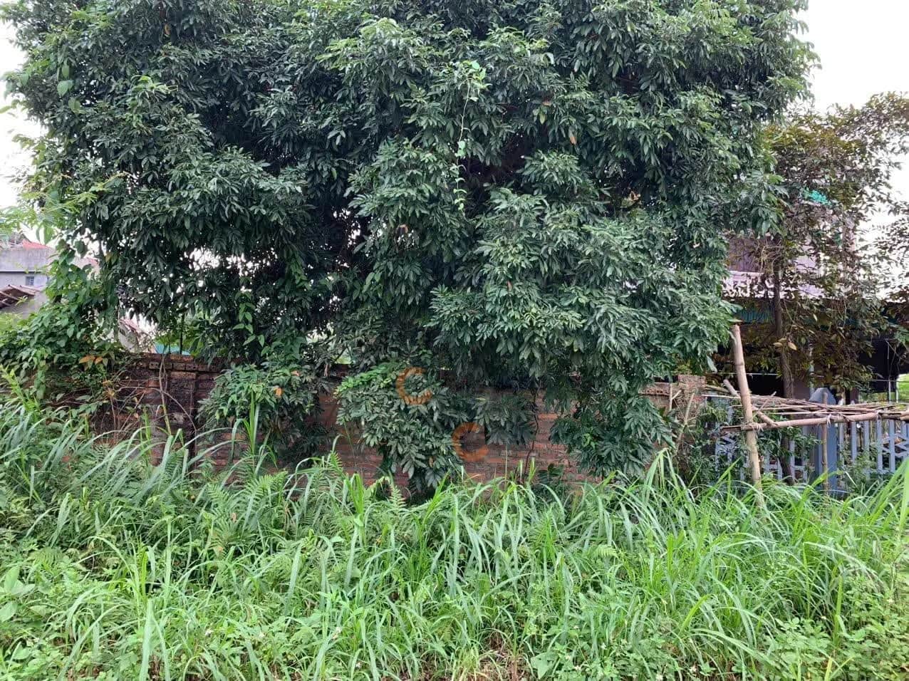 Bán đất Đất Khu 4 Huyện Phù Ninh, Phú Thọ – giá 1.3 tỷ Bán đất Đất Khu 4 Huyện Phù Ninh, Phú Thọ – giá 1.3 tỷ