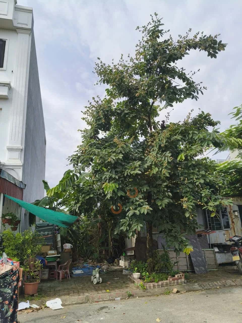 Bán đất Thôn Chân Lầm Thành phố Thuỷ Nguyên, TP. Hải Phòng – giá 3.6 tỷ — Hình 3 Bán đất Thôn Chân Lầm Thành phố Thuỷ Nguyên, TP. Hải Phòng – giá 3.6 tỷ — Hình 3