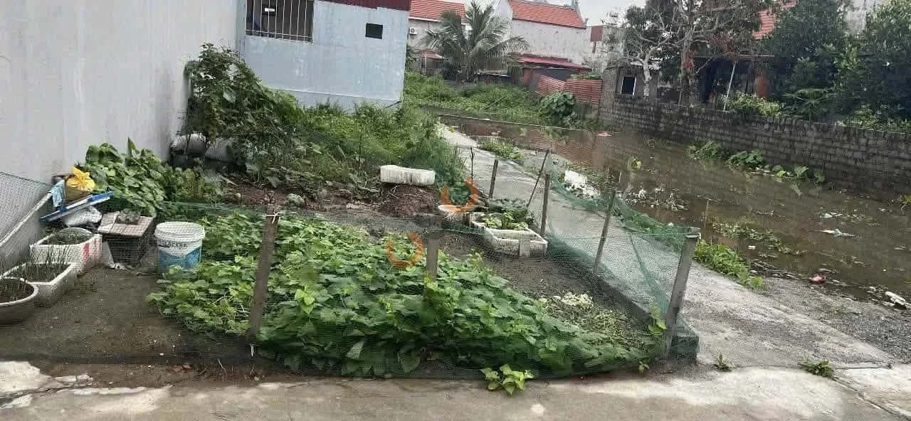 Bán đất Tổ dân phố Quang Trung Quận Đồ Sơn, TP. Hải Phòng – giá 999 triệu — Hình 2 Bán đất Tổ dân phố Quang Trung Quận Đồ Sơn, TP. Hải Phòng – giá 999 triệu — Hình 2