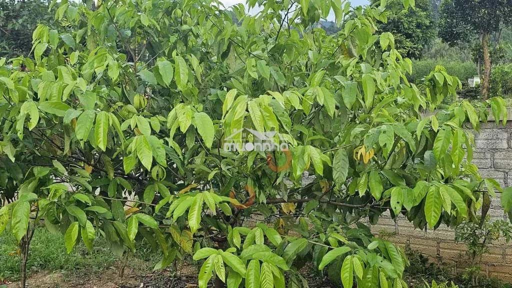 Cho thuê nhà hẻm Đường số 6 Thành phố Biên Hòa, Đồng Nai – giá 2 triệu — Hình 3 Cho thuê nhà hẻm Đường số 6 Thành phố Biên Hòa, Đồng Nai – giá 2 triệu — Hình 3