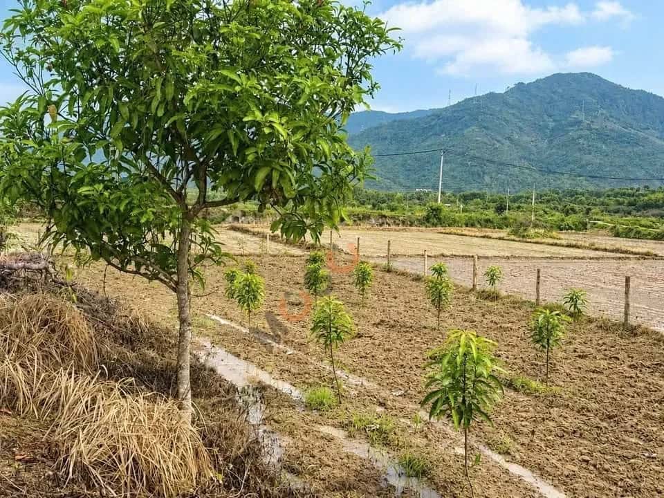 Bán đất Thôn Suối Lau 2 Huyện Cam Lâm, Khánh Hòa – giá 260 triệu — Hình 2 Bán đất Thôn Suối Lau 2 Huyện Cam Lâm, Khánh Hòa – giá 260 triệu — Hình 2