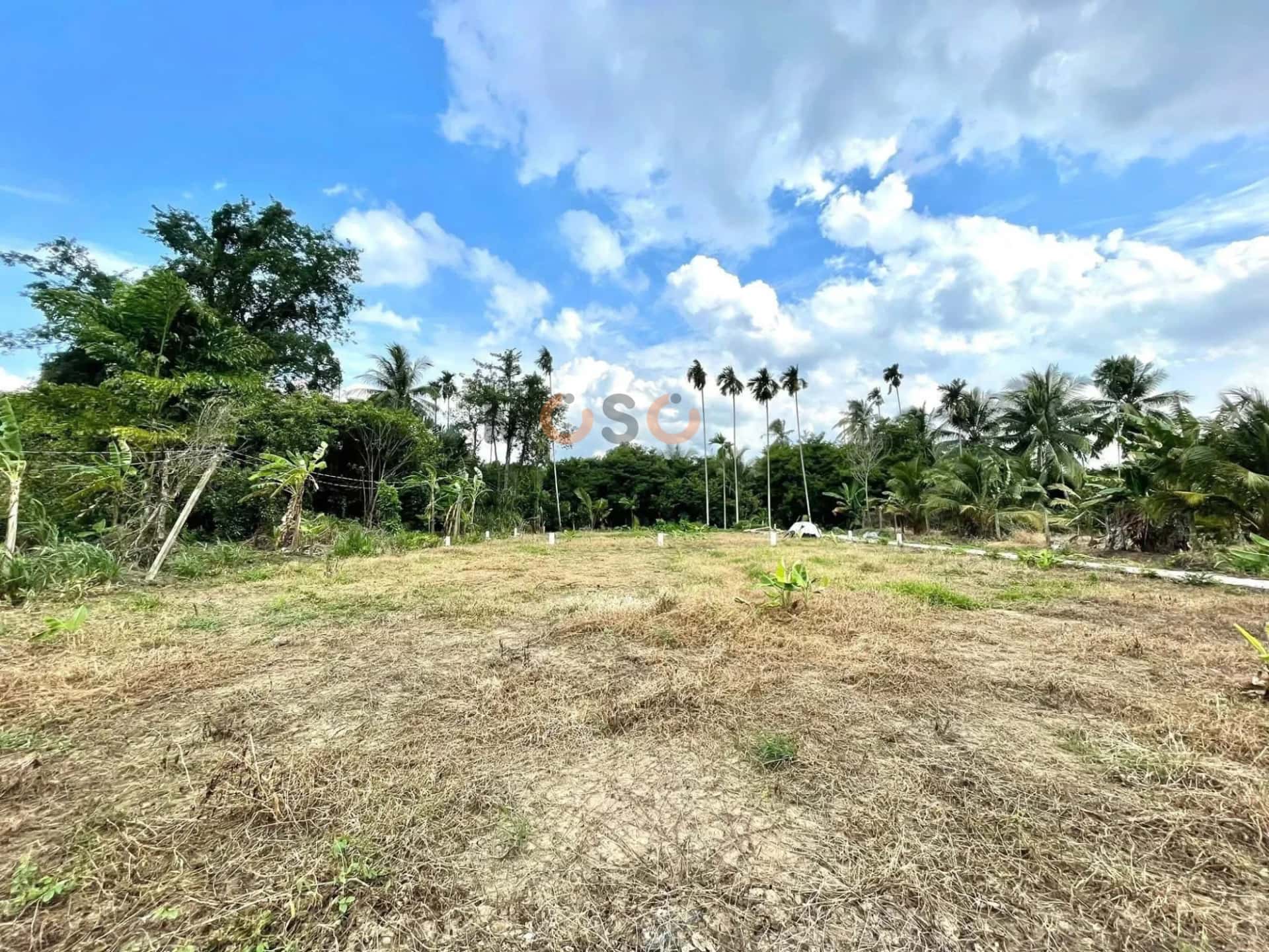 Bán đất đường Bờ Cỏ Sả, Ấp Đông Huyện Châu Thành, Tiền Giang – giá 300 triệu — Hình 3 Bán đất đường Bờ Cỏ Sả, Ấp Đông Huyện Châu Thành, Tiền Giang – giá 300 triệu — Hình 3