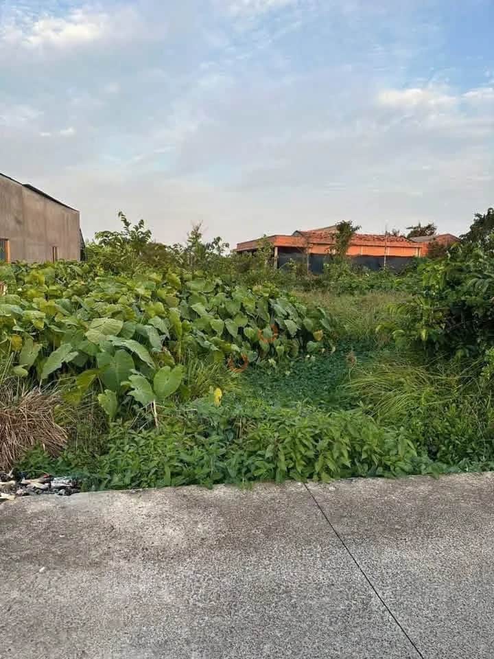 Bán đất Ấp Long Bình Huyện Châu Thành, Long An – giá 550 triệu Bán đất Ấp Long Bình Huyện Châu Thành, Long An – giá 550 triệu