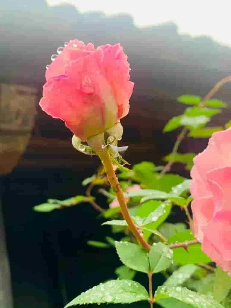 Image Image