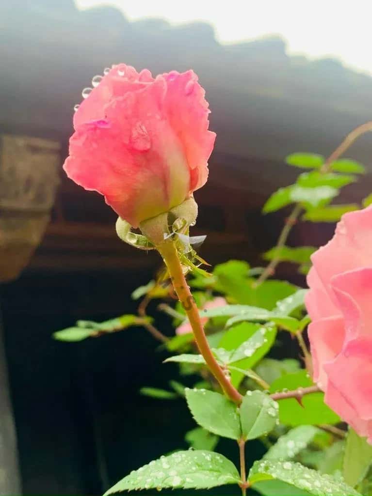 Cho thuê nhà hẻm Đường Nguyễn Thị Tú Quận Tân Phú, TP.HCM – 4 phòng ngủ, giá 13 triệu — Hình 3 Cho thuê nhà hẻm Đường Nguyễn Thị Tú Quận Tân Phú, TP.HCM – 4 phòng ngủ, giá 13 triệu — Hình 3