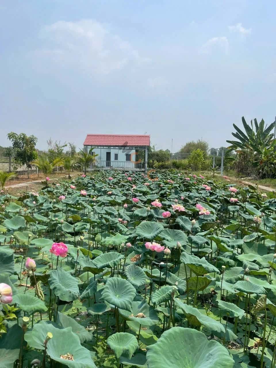 Bán đất đường nhánh Kênh Đông Huyện Củ Chi, TP.HCM – giá 3.8 tỷ — Hình 2 Bán đất đường nhánh Kênh Đông Huyện Củ Chi, TP.HCM – giá 3.8 tỷ — Hình 2