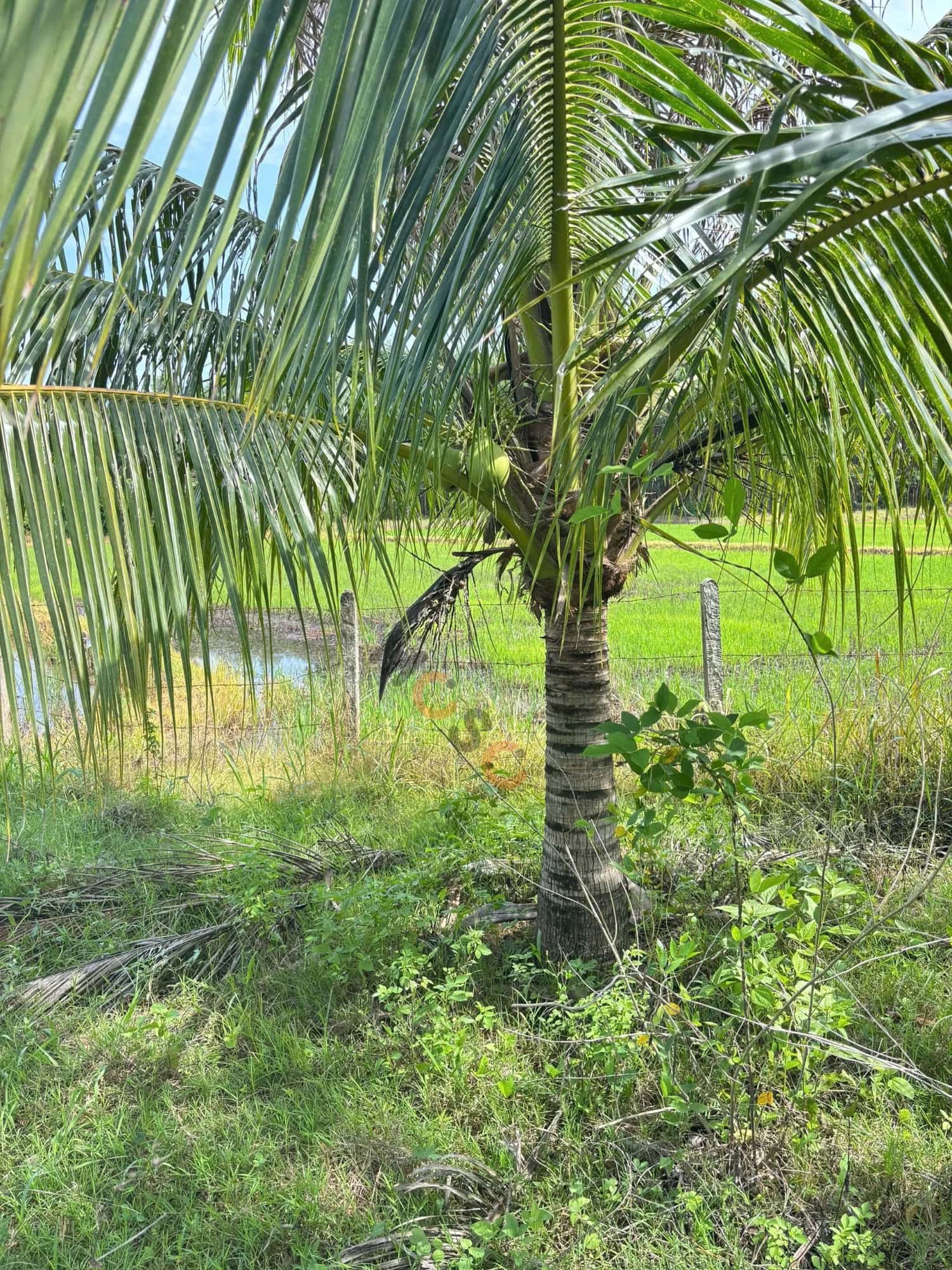 Bán đất Thôn Ba Dùi Huyện Khánh Vĩnh, Khánh Hòa – giá 880 triệu — Hình 3 Bán đất Thôn Ba Dùi Huyện Khánh Vĩnh, Khánh Hòa – giá 880 triệu — Hình 3