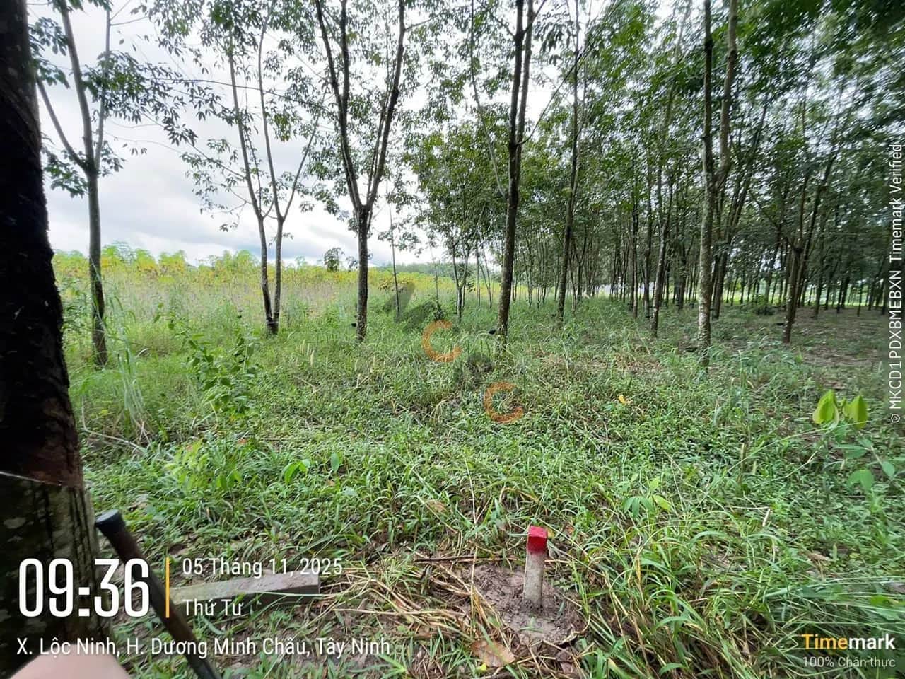 Bán đất Huyện Dương Minh Châu, Tây Ninh – giá 405.8 triệu Bán đất Huyện Dương Minh Châu, Tây Ninh – giá 405.8 triệu