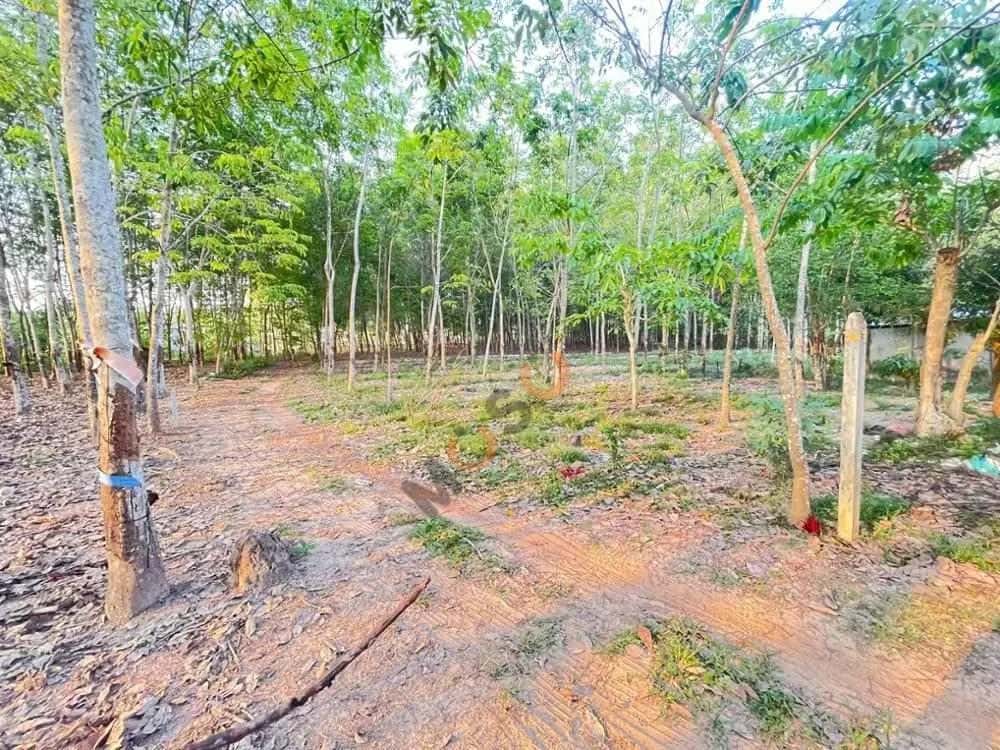 Bán đất Gò Đình Huyện Phú Giáo, Bình Dương – giá 1.7 tỷ — Hình 3 Bán đất Gò Đình Huyện Phú Giáo, Bình Dương – giá 1.7 tỷ — Hình 3