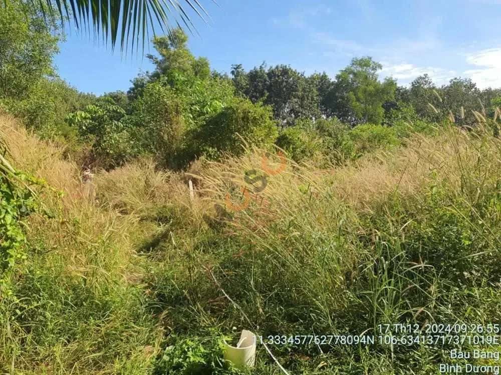 Bán đất Đường Lai Uyên Huyện Bàu Bàng, Bình Dương – giá 1.2 tỷ — Hình 3 Bán đất Đường Lai Uyên Huyện Bàu Bàng, Bình Dương – giá 1.2 tỷ — Hình 3