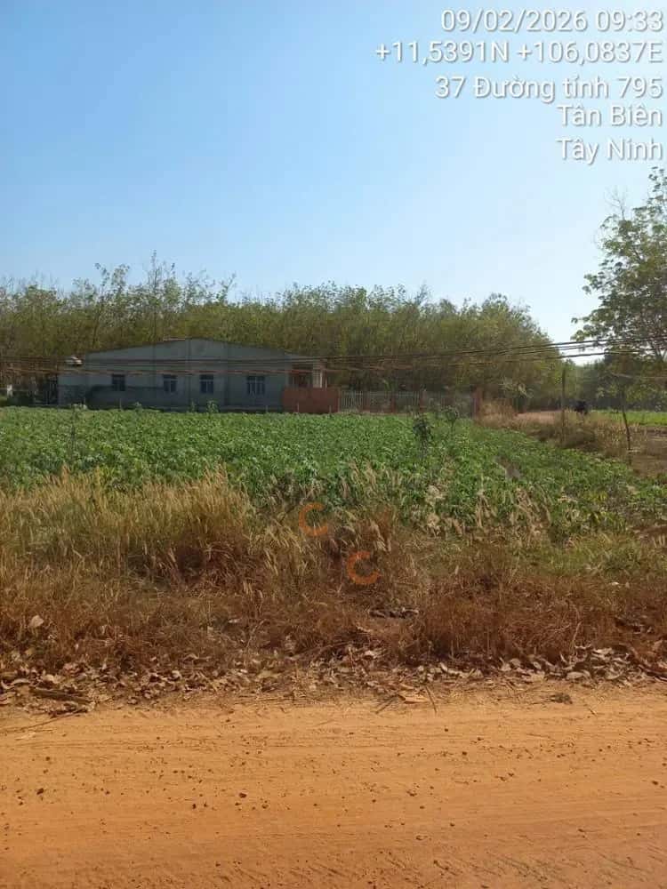 Bán đất Thạnh Lộc Huyện Tân Biên, Tây Ninh – giá 133.4 triệu — Hình 3 Bán đất Thạnh Lộc Huyện Tân Biên, Tây Ninh – giá 133.4 triệu — Hình 3