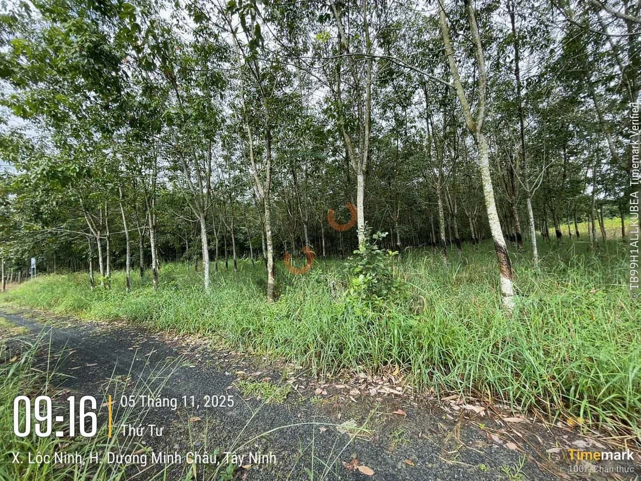 Bán đất Huyện Dương Minh Châu, Tây Ninh – giá 405.8 triệu — Hình 2 Bán đất Huyện Dương Minh Châu, Tây Ninh – giá 405.8 triệu — Hình 2