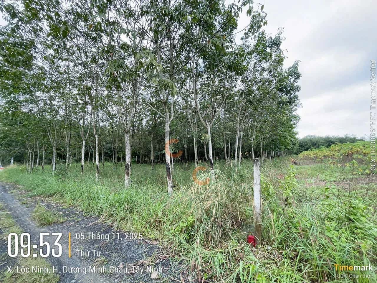Bán đất Huyện Dương Minh Châu, Tây Ninh – giá 405.8 triệu — Hình 3 Bán đất Huyện Dương Minh Châu, Tây Ninh – giá 405.8 triệu — Hình 3