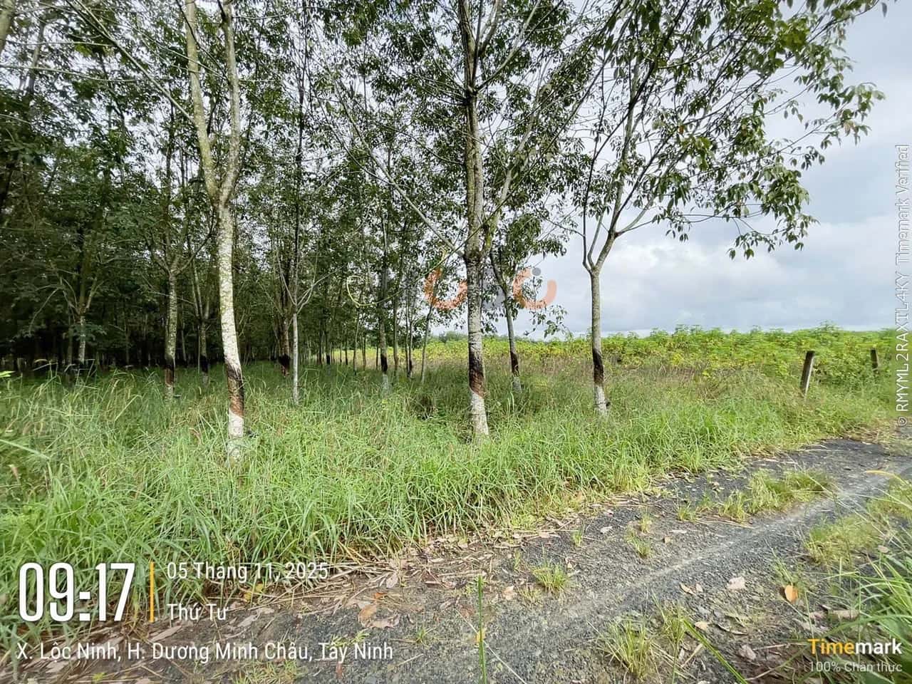 Bán đất Huyện Dương Minh Châu, Tây Ninh – giá 405.8 triệu — Hình 2 Bán đất Huyện Dương Minh Châu, Tây Ninh – giá 405.8 triệu — Hình 2