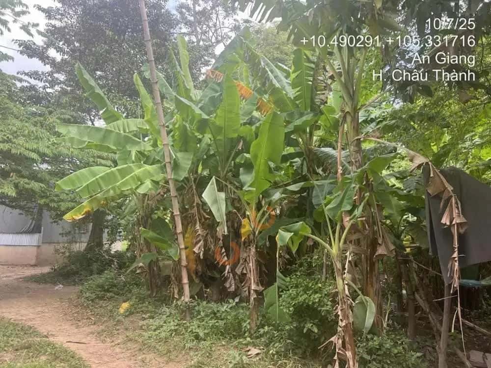 Bán đất tổ 8 Huyện Châu Thành, An Giang – giá 1.1 tỷ — Hình 2 Bán đất tổ 8 Huyện Châu Thành, An Giang – giá 1.1 tỷ — Hình 2
