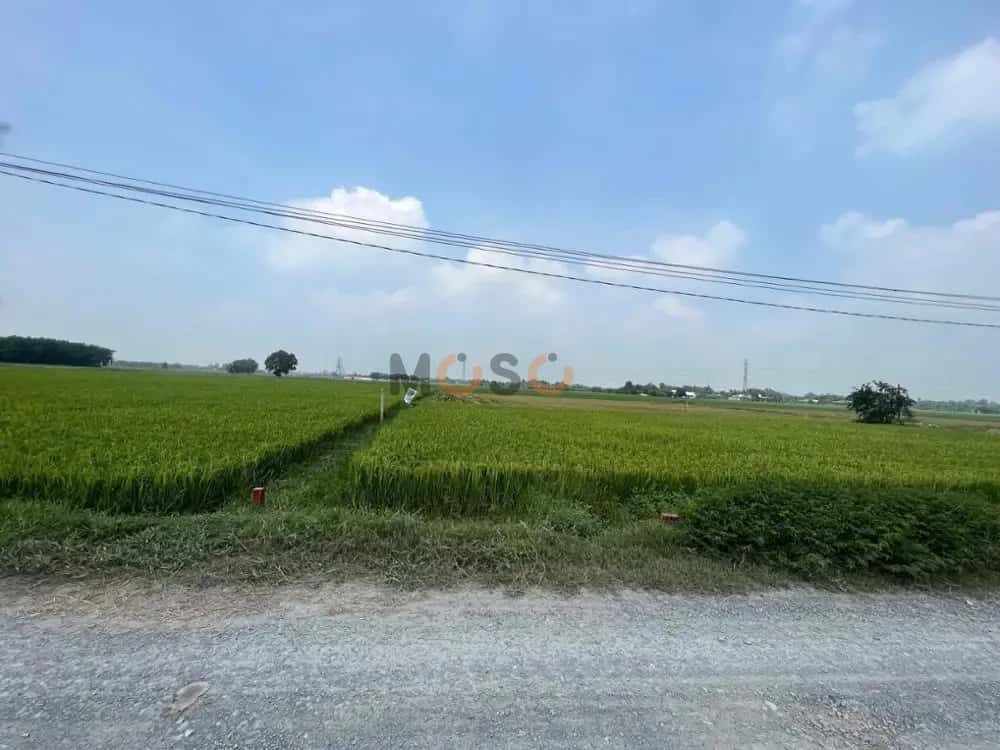 Bán đất Đường tỉnh 822 Huyện Đức Hòa, Long An – giá 1 tỷ — Hình 3 Bán đất Đường tỉnh 822 Huyện Đức Hòa, Long An – giá 1 tỷ — Hình 3