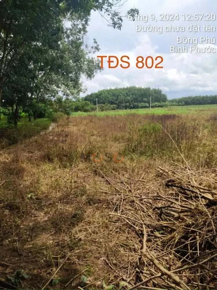 Bán đất ấp Thuận Tân Huyện Đồng Phú, Bình Phước – giá 313 triệu — Hình 3 Bán đất ấp Thuận Tân Huyện Đồng Phú, Bình Phước – giá 313 triệu — Hình 3