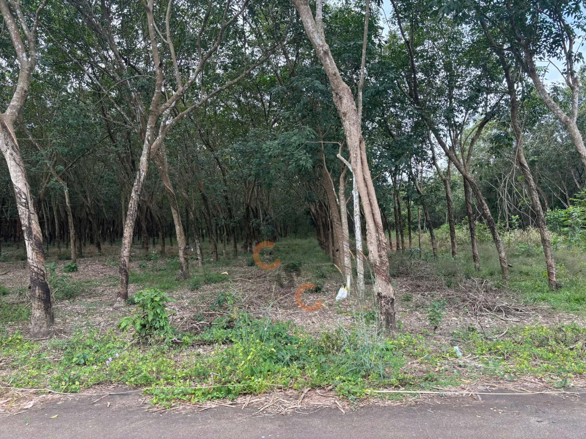 Bán đất Huyện Chơn Thành, Bình Phước – giá 731.5 triệu — Hình 3 Bán đất Huyện Chơn Thành, Bình Phước – giá 731.5 triệu — Hình 3