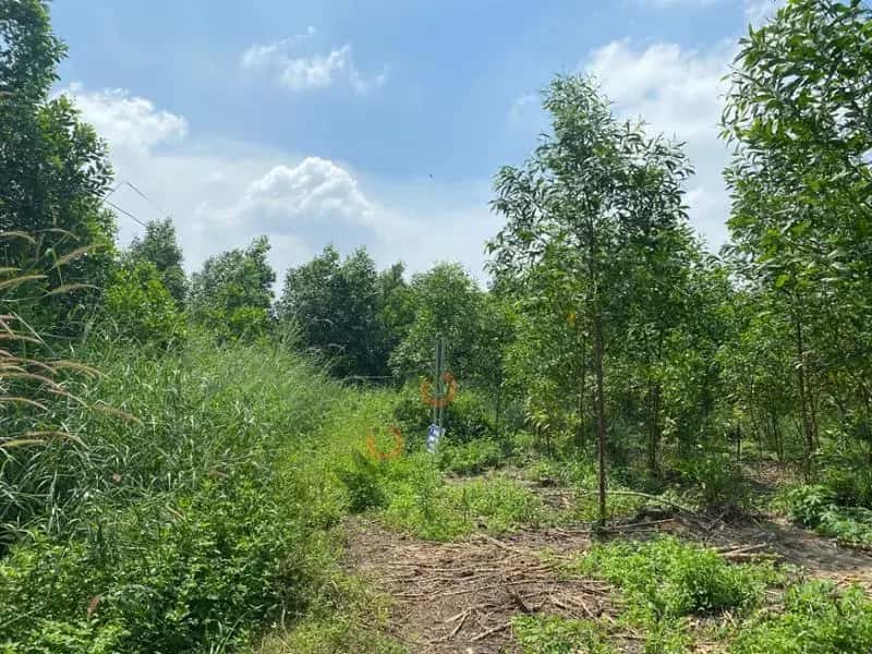 Bán đất Huyện Trảng Bom, Đồng Nai – giá 838 triệu — Hình 2 Bán đất Huyện Trảng Bom, Đồng Nai – giá 838 triệu — Hình 2