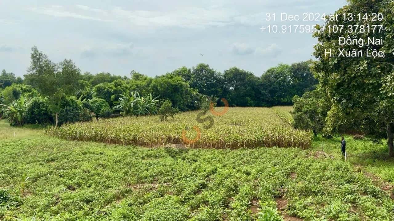 Bán đất Huyện Xuân Lộc, Đồng Nai – giá 2.6 tỷ — Hình 3 Bán đất Huyện Xuân Lộc, Đồng Nai – giá 2.6 tỷ — Hình 3