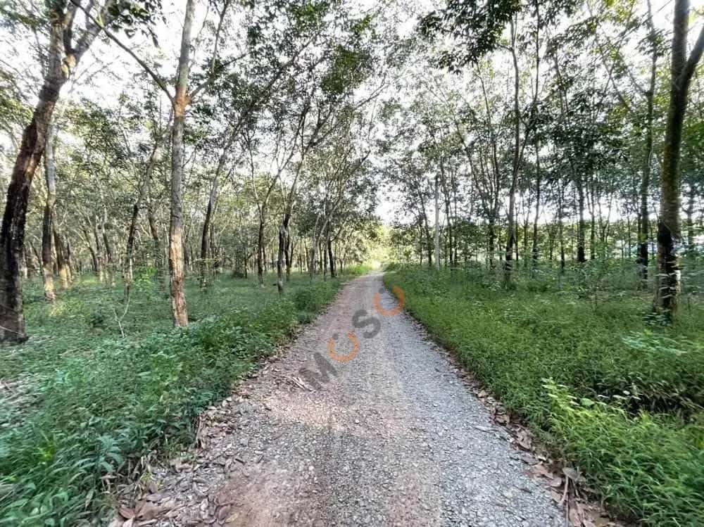 Bán đất Huyện Chơn Thành, Bình Phước – giá 607.5 triệu — Hình 2 Bán đất Huyện Chơn Thành, Bình Phước – giá 607.5 triệu — Hình 2