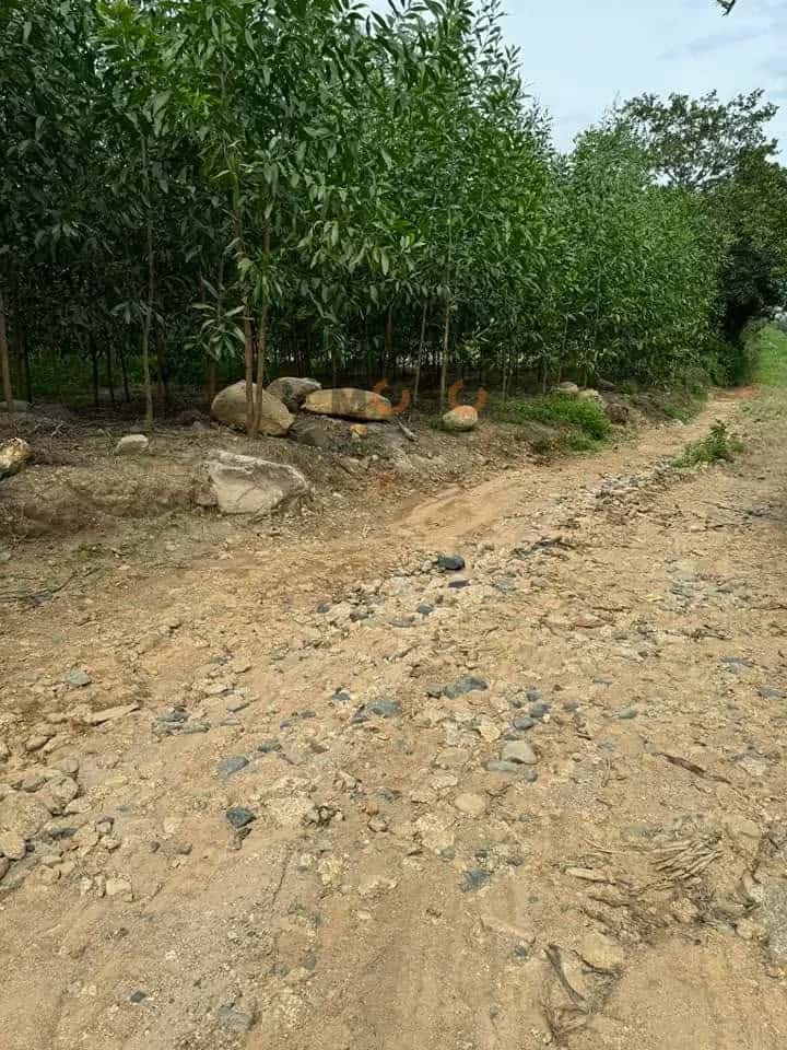 Bán đất Thôn Tà Gộc Huyện Khánh Vĩnh, Khánh Hòa – giá 299 triệu — Hình 3 Bán đất Thôn Tà Gộc Huyện Khánh Vĩnh, Khánh Hòa – giá 299 triệu — Hình 3