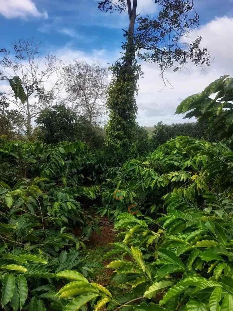Bán đất Buôn Trấp Huyện Krông Năng, Đắk Lắk – giá 250 triệu Bán đất Buôn Trấp Huyện Krông Năng, Đắk Lắk – giá 250 triệu