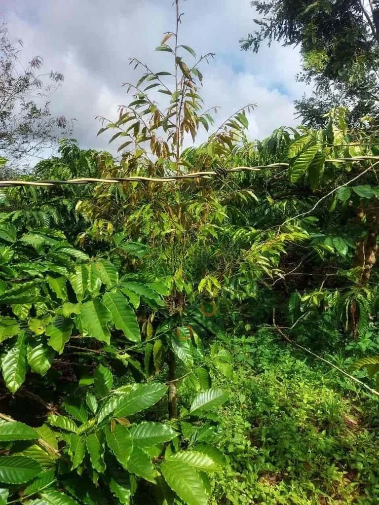 Bán đất Buôn Trấp Huyện Krông Năng, Đắk Lắk – giá 250 triệu — Hình 2 Bán đất Buôn Trấp Huyện Krông Năng, Đắk Lắk – giá 250 triệu — Hình 2