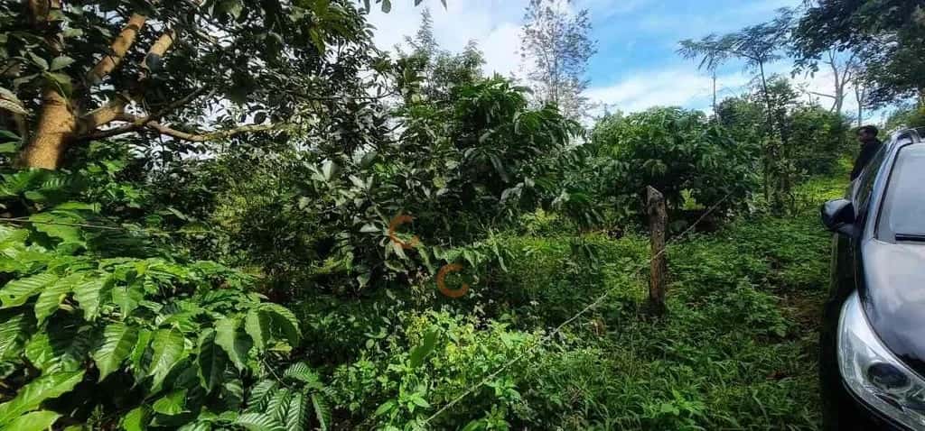 Bán đất Buôn Trấp Huyện Krông Năng, Đắk Lắk – giá 250 triệu — Hình 3 Bán đất Buôn Trấp Huyện Krông Năng, Đắk Lắk – giá 250 triệu — Hình 3