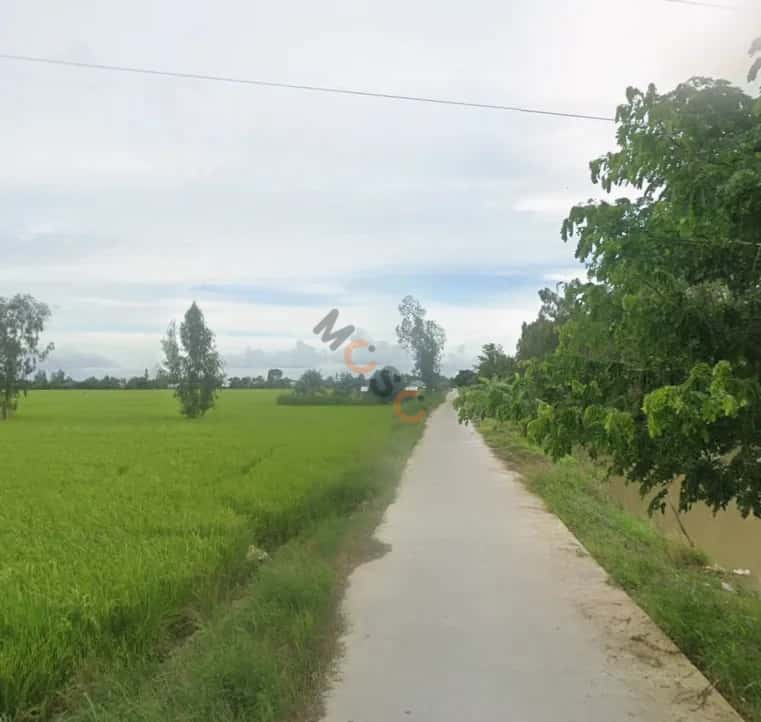 Bán đất kênh Bà Xã Năm, Ấp Thạnh Phước Huyện Cờ Đỏ, TP. Cần Thơ – giá 650 triệu — Hình 3 Bán đất kênh Bà Xã Năm, Ấp Thạnh Phước Huyện Cờ Đỏ, TP. Cần Thơ – giá 650 triệu — Hình 3