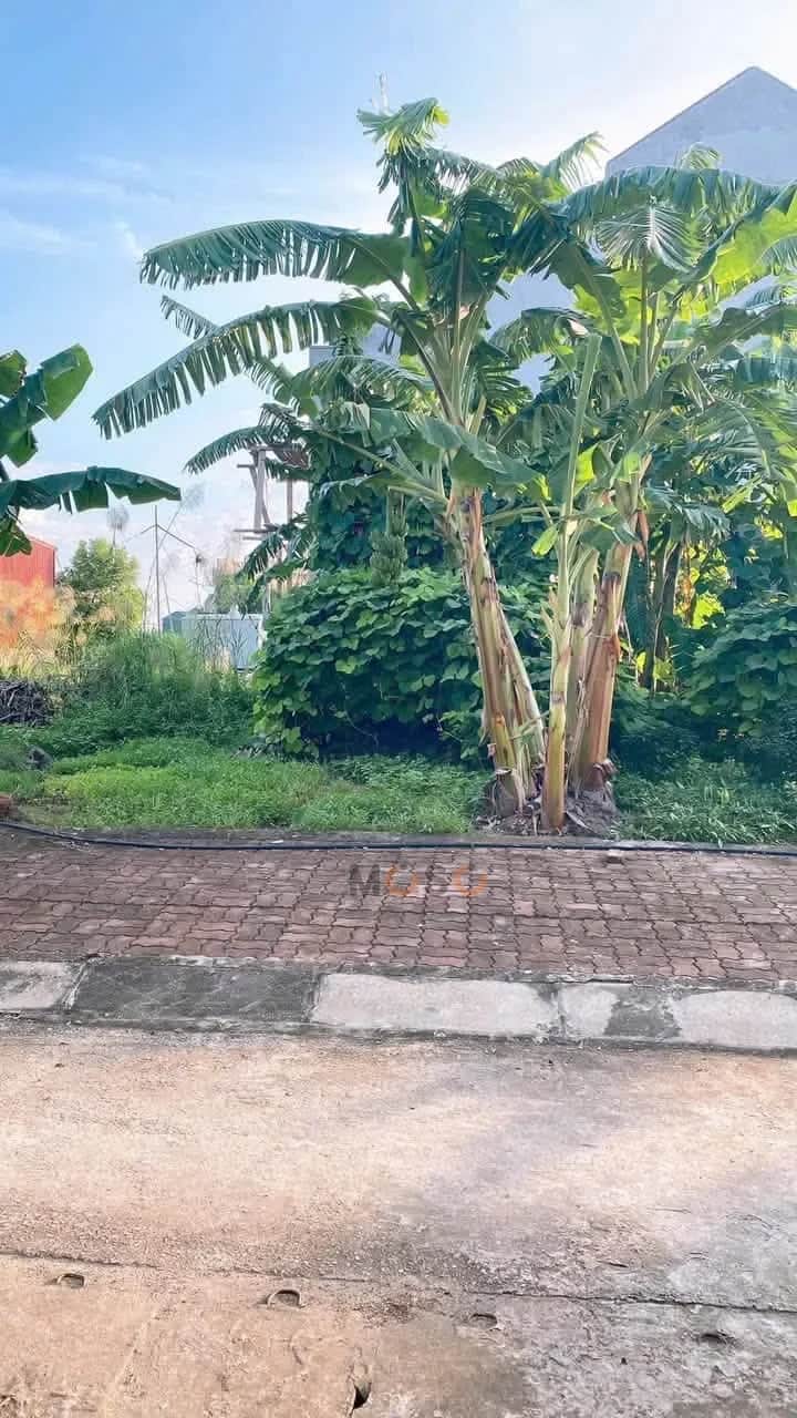 Bán đất thôn Hương Quất 2 Huyện Khoái Châu, Hưng Yên – giá 2.6 tỷ Bán đất thôn Hương Quất 2 Huyện Khoái Châu, Hưng Yên – giá 2.6 tỷ
