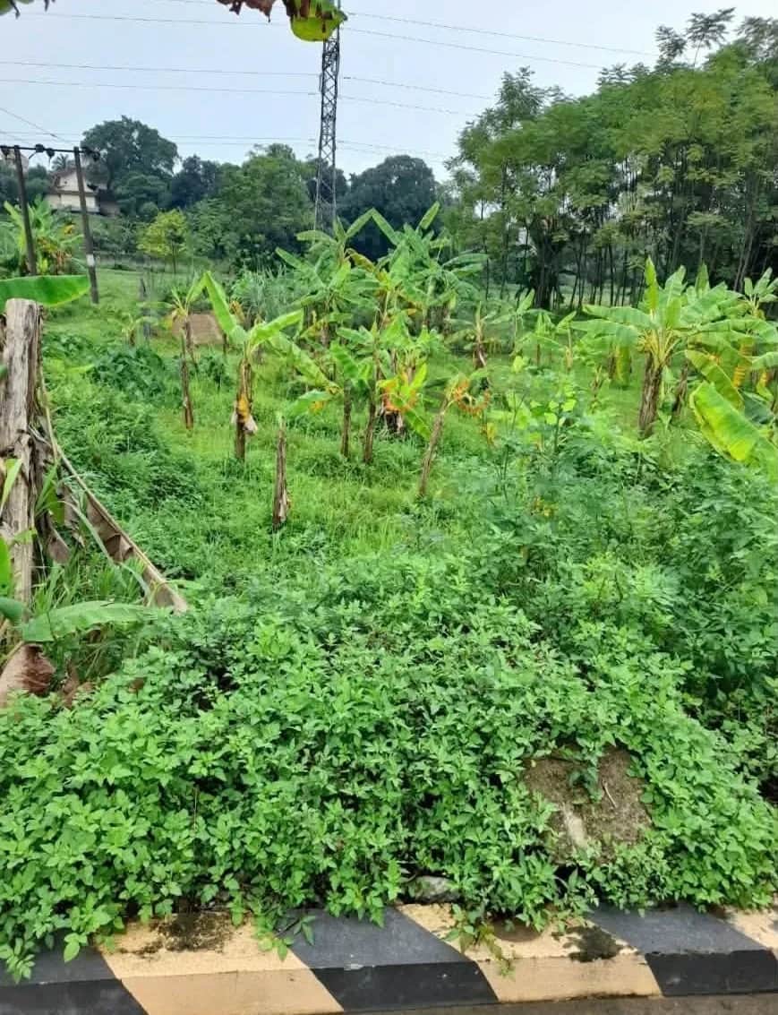 Bán đất Khu 5 Thành phố Việt Trì, Phú Thọ – giá 1.4 tỷ Bán đất Khu 5 Thành phố Việt Trì, Phú Thọ – giá 1.4 tỷ