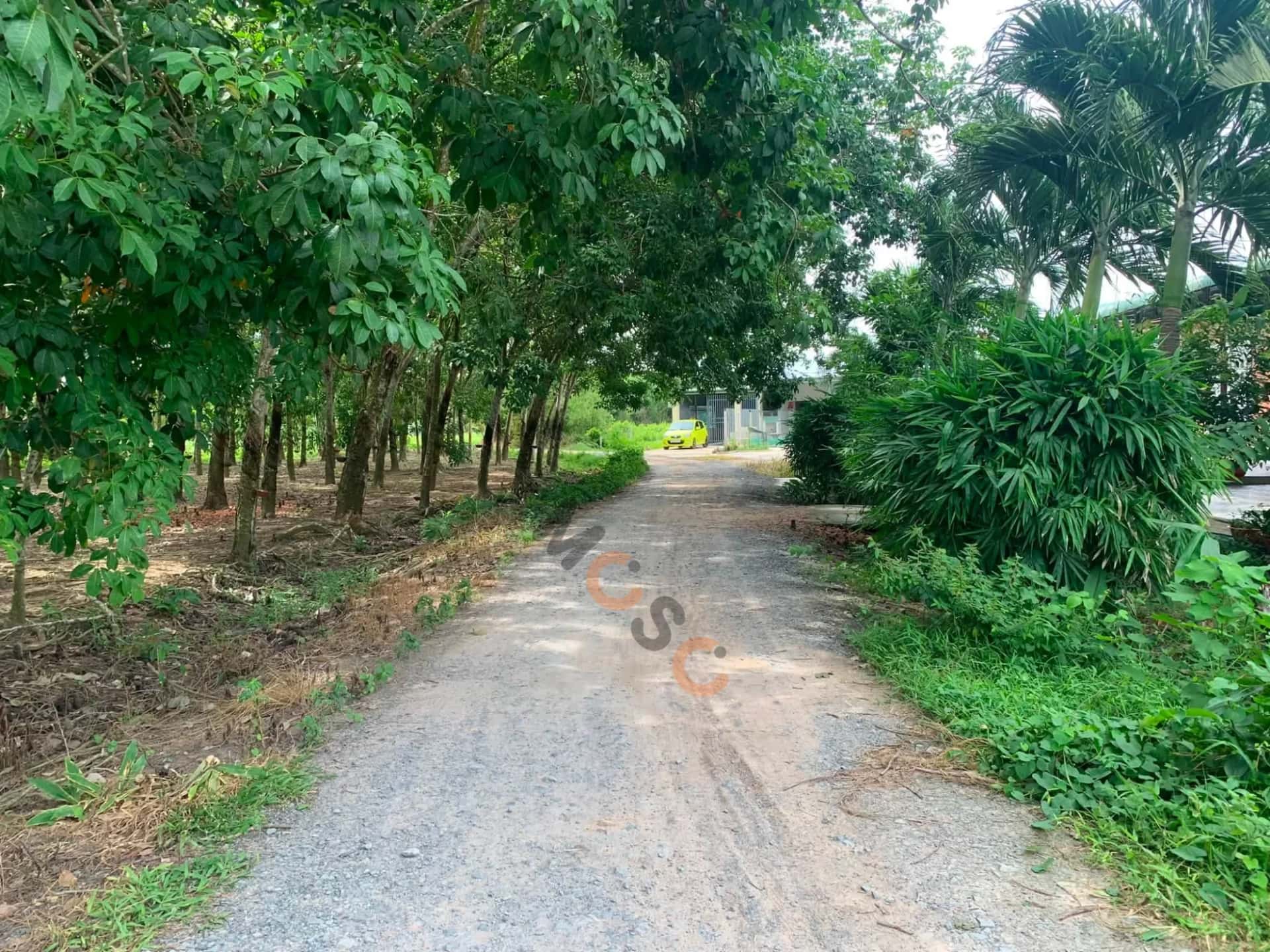 Bán đất Ấp Rộc A Huyện Gò Dầu, Tây Ninh – giá 420 triệu — Hình 2 Bán đất Ấp Rộc A Huyện Gò Dầu, Tây Ninh – giá 420 triệu — Hình 2