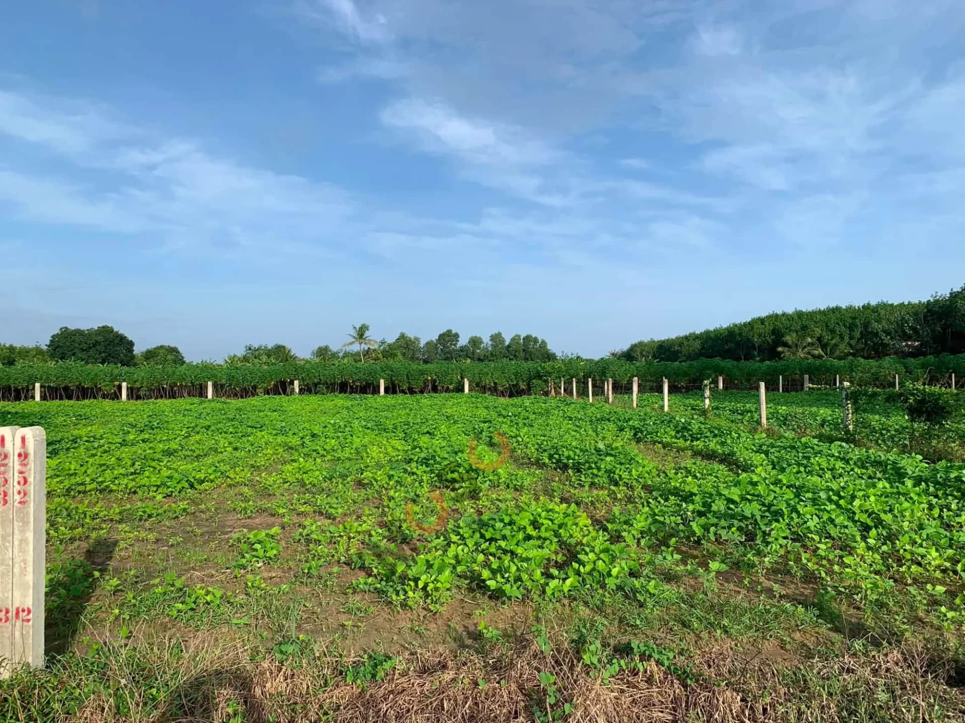 Bán đất Ấp Rộc B Huyện Gò Dầu, Tây Ninh – giá 290 triệu Bán đất Ấp Rộc B Huyện Gò Dầu, Tây Ninh – giá 290 triệu