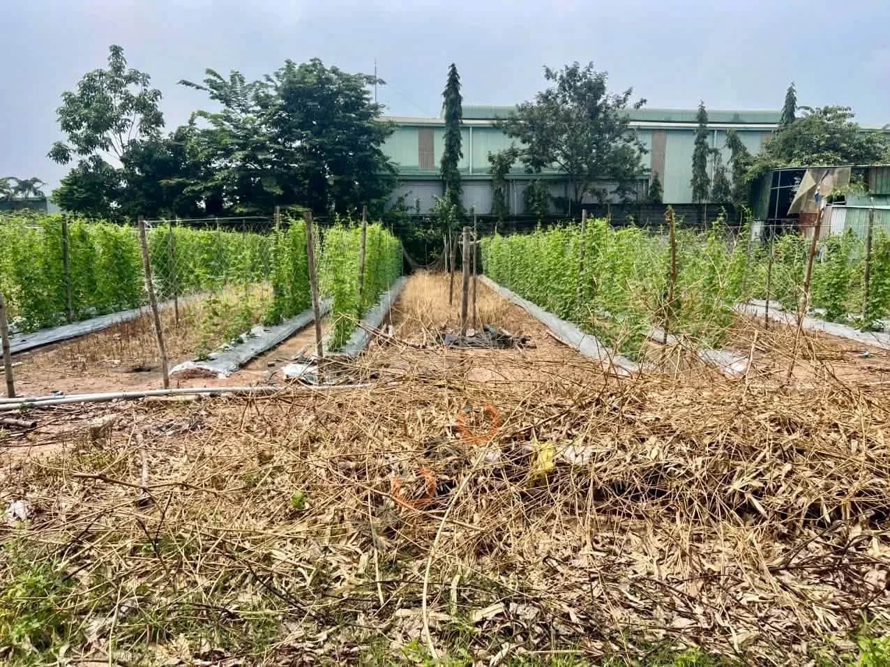 Bán đất hẻm đường ĐH 409 Thành phố Tân Uyên, Bình Dương – giá 1.4 tỷ Bán đất hẻm đường ĐH 409 Thành phố Tân Uyên, Bình Dương – giá 1.4 tỷ