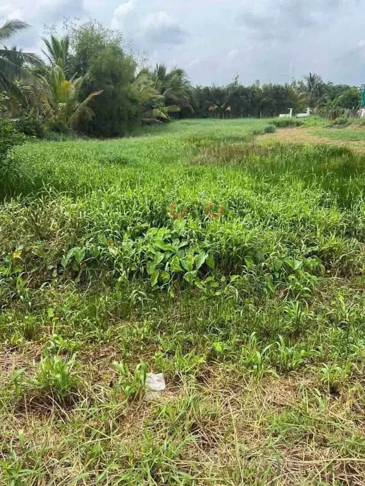 Bán đất đường Trần Văn Ngàn Thành phố Tân An, Long An – giá 1.4 tỷ Bán đất đường Trần Văn Ngàn Thành phố Tân An, Long An – giá 1.4 tỷ