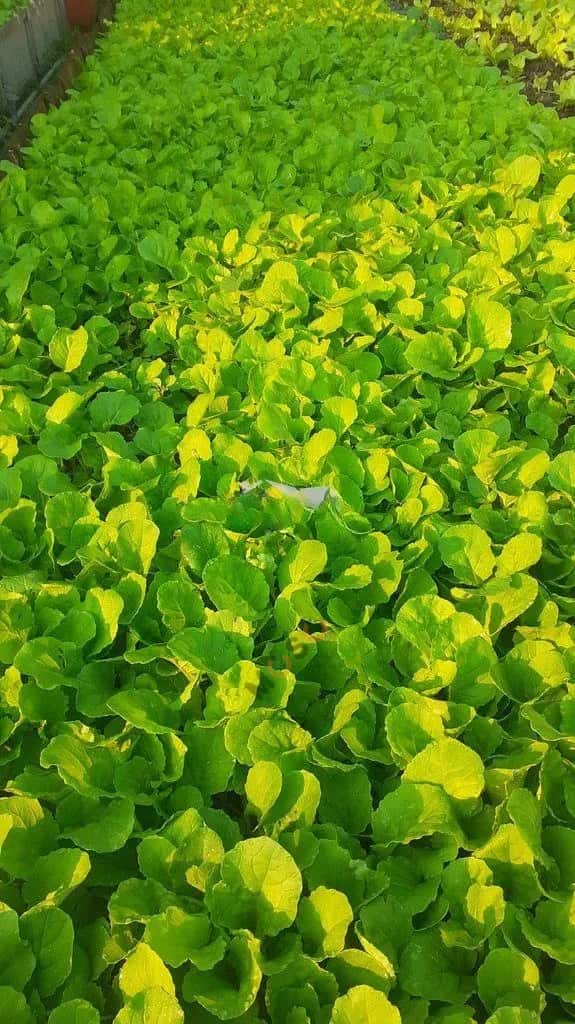 Cho thuê BĐS khác Đường D - Khu 80 Thành phố Biên Hòa, Đồng Nai – 3 phòng ngủ, giá 4.5 triệu — Hình 2 Cho thuê BĐS khác Đường D - Khu 80 Thành phố Biên Hòa, Đồng Nai – 3 phòng ngủ, giá 4.5 triệu — Hình 2