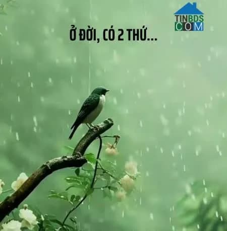 Nguyễn Văn Cao Nguyễn Văn Cao