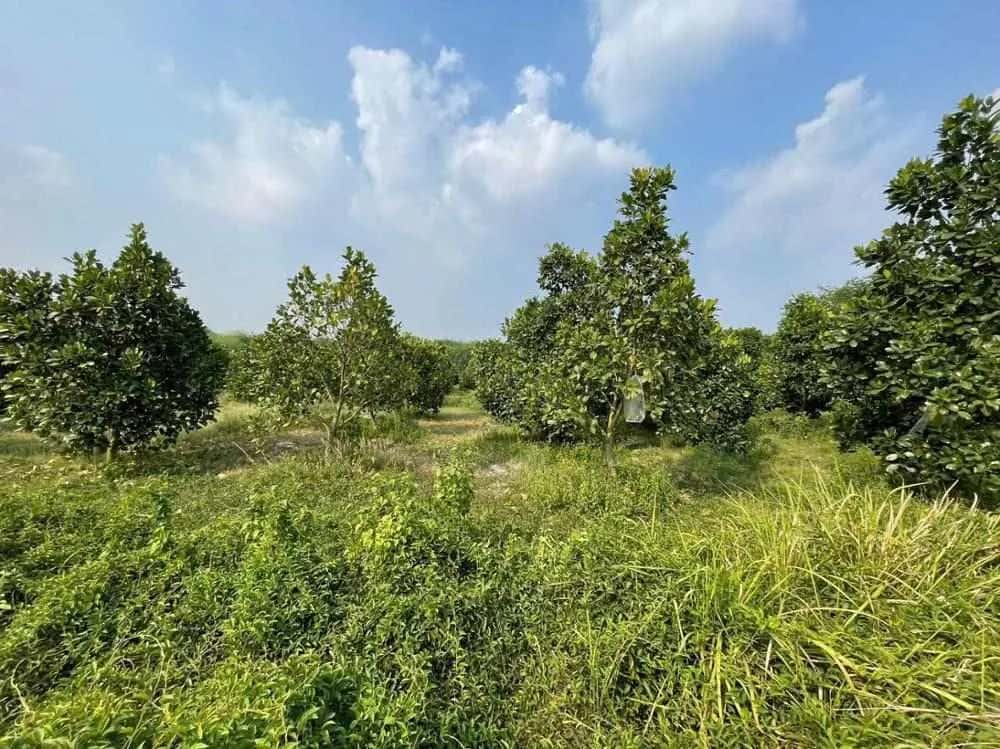 Bán đất Huyện Phú Giáo, Bình Dương – giá 1.3 tỷ — Hình 3 Bán đất Huyện Phú Giáo, Bình Dương – giá 1.3 tỷ — Hình 3