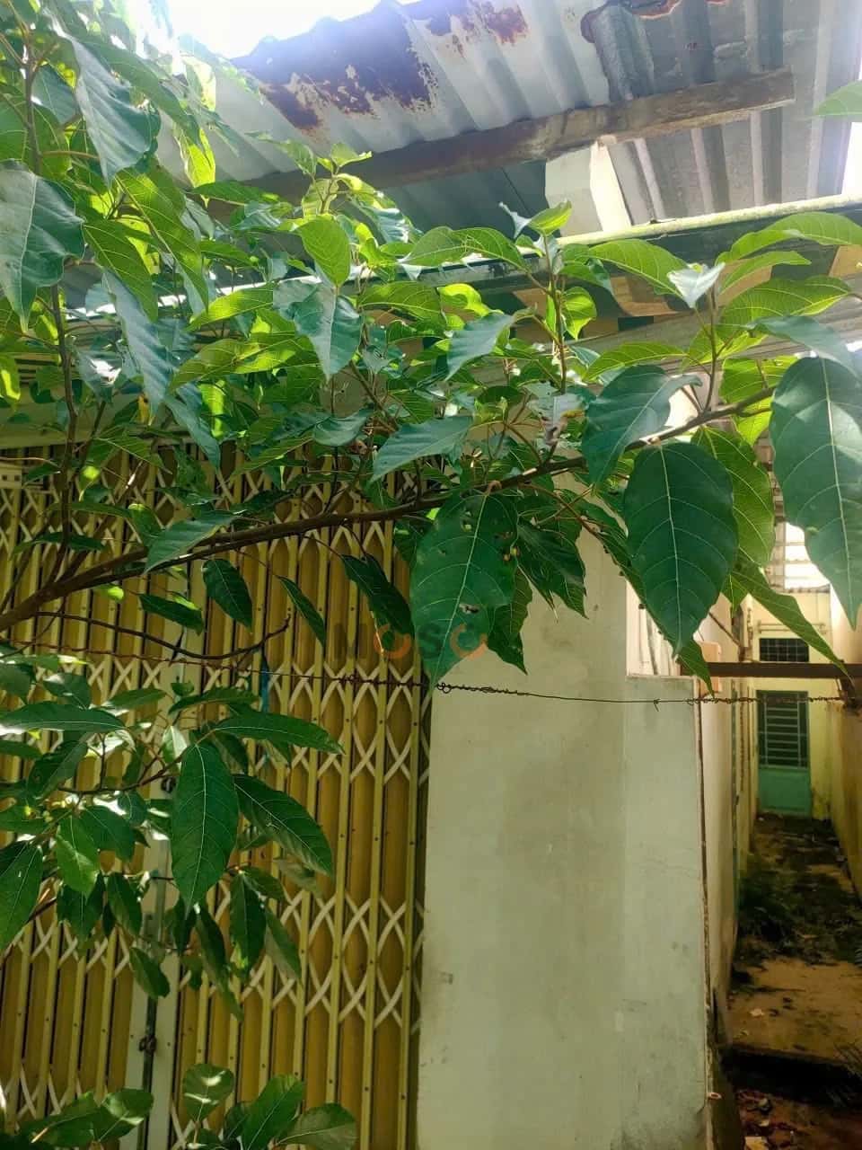 Bán đất Hẻm 311, Nguyễn Văn Cừ Quận Ninh Kiều, TP. Cần Thơ – giá 1.7 tỷ - ảnh 2