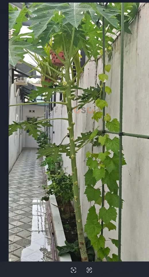Cho thuê nhà hẻm Phạm Thị Giây Huyện Hóc Môn, TP.HCM – 3 phòng ngủ, giá 11 triệu — Hình 3