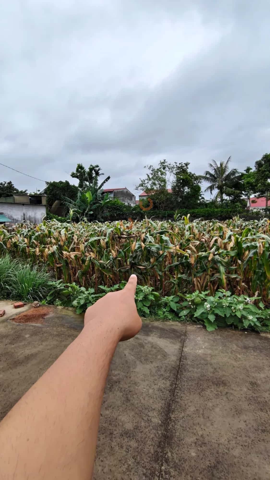 Bán đất Quyết Tiến Thành phố Vinh, Nghệ An – giá 1.8 tỷ Bán đất Quyết Tiến Thành phố Vinh, Nghệ An – giá 1.8 tỷ