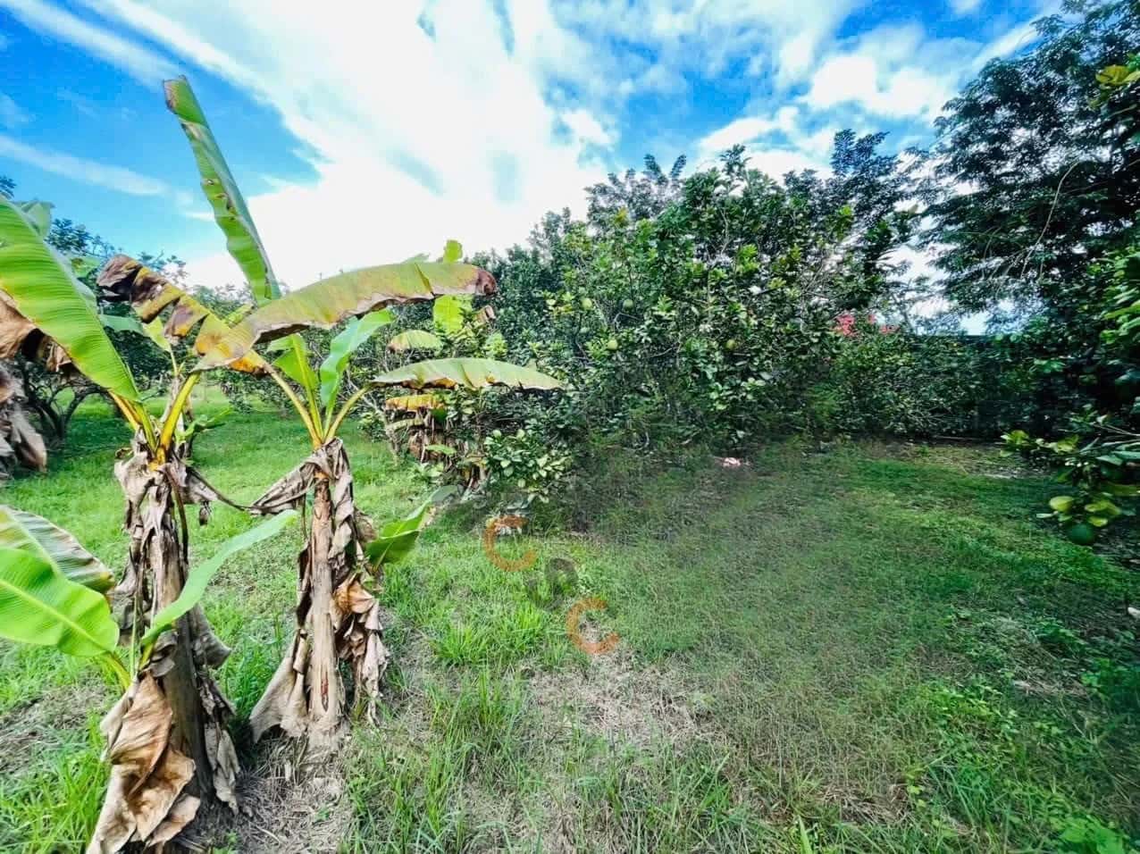 Bán đất thôn Phú Thọ Huyện Diên Khánh, Khánh Hòa – giá 3.5 tỷ - ảnh 4