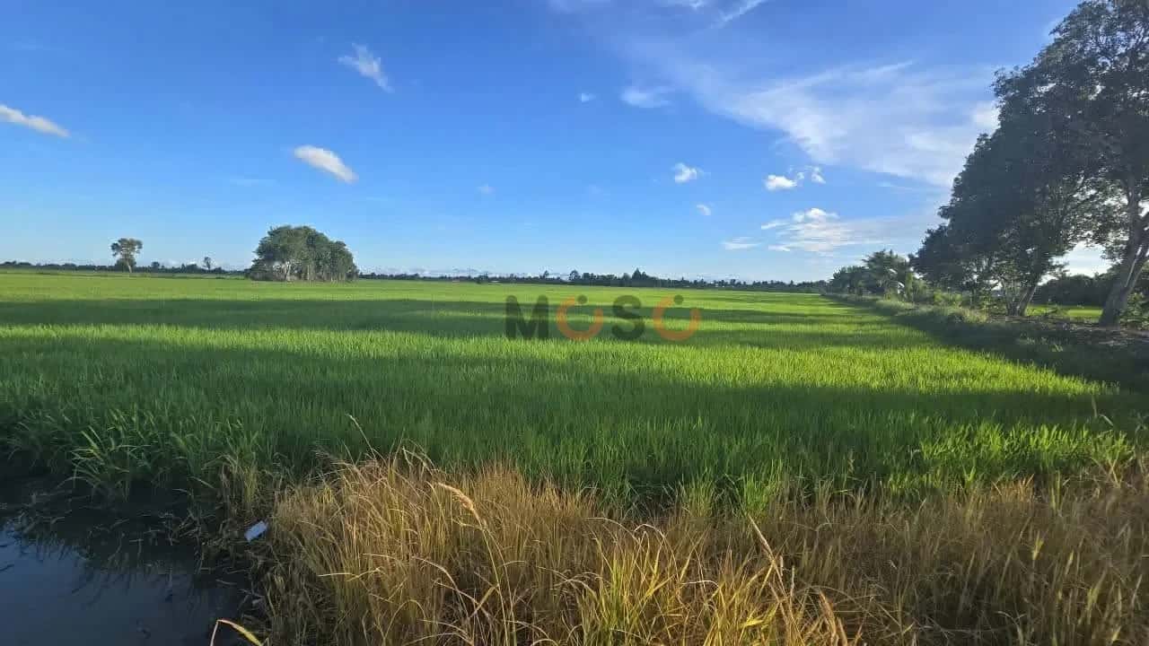 Bán đất Ấp Tân Bình Huyện Châu Thành, Kiên Giang – giá 4.3 tỷ Bán đất Ấp Tân Bình Huyện Châu Thành, Kiên Giang – giá 4.3 tỷ