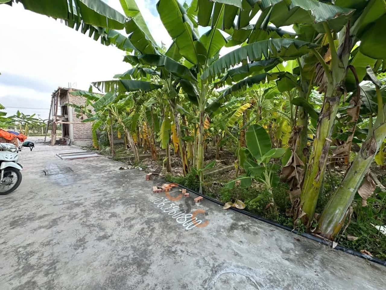 Bán đất Thôn Cữ Quận An Dương, TP. Hải Phòng – giá 800 triệu — Hình 2