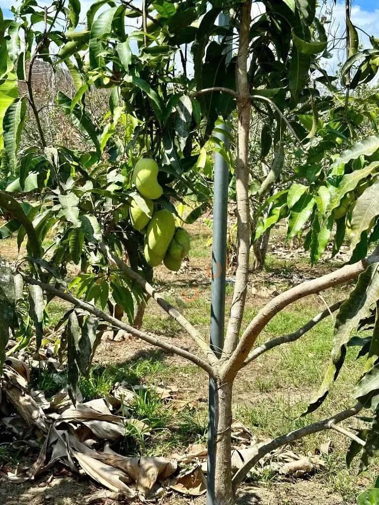 Bán đất thôn Phú Thọ Huyện Diên Khánh, Khánh Hòa – giá 6 tỷ — Hình 3